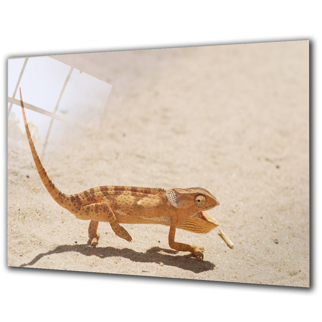 Animals - Common Chameleon