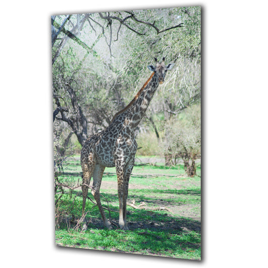 Animals - Giraffe