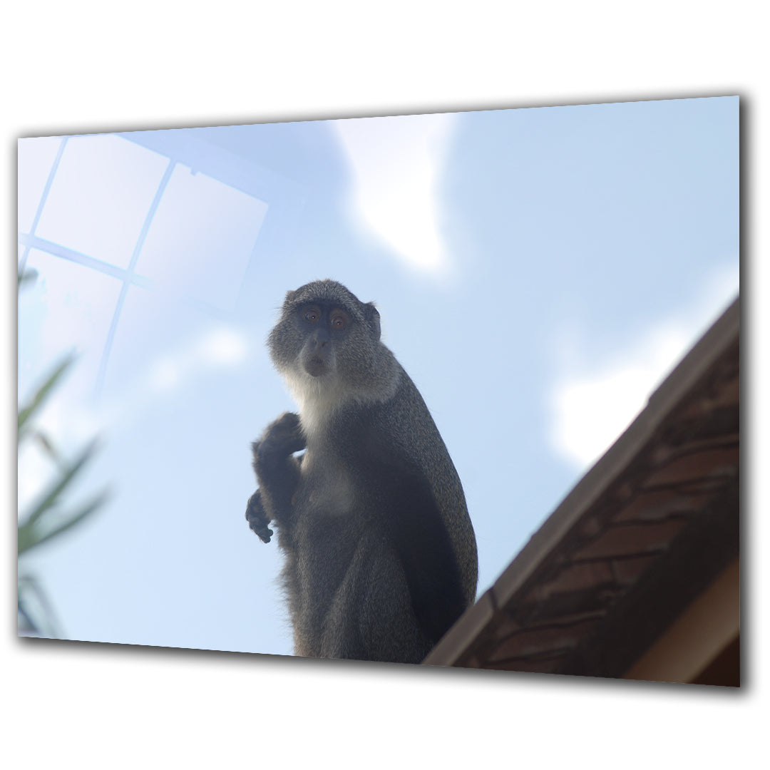 Animals - Monkey 2